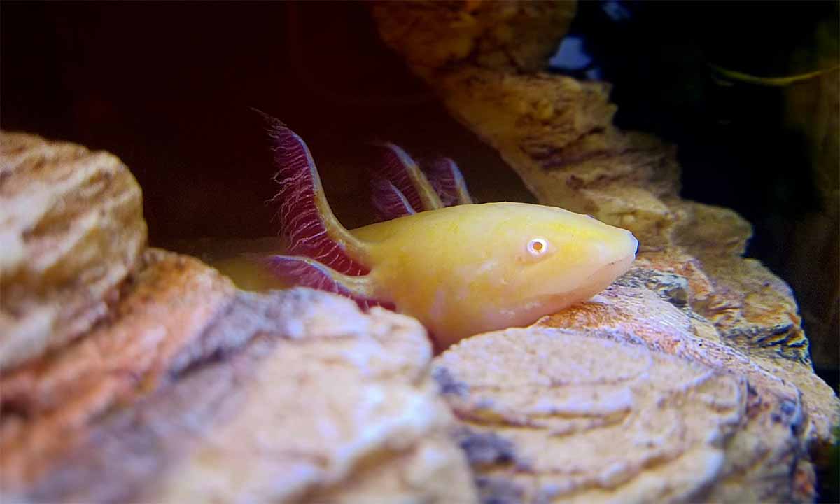 axolotl ke bare me