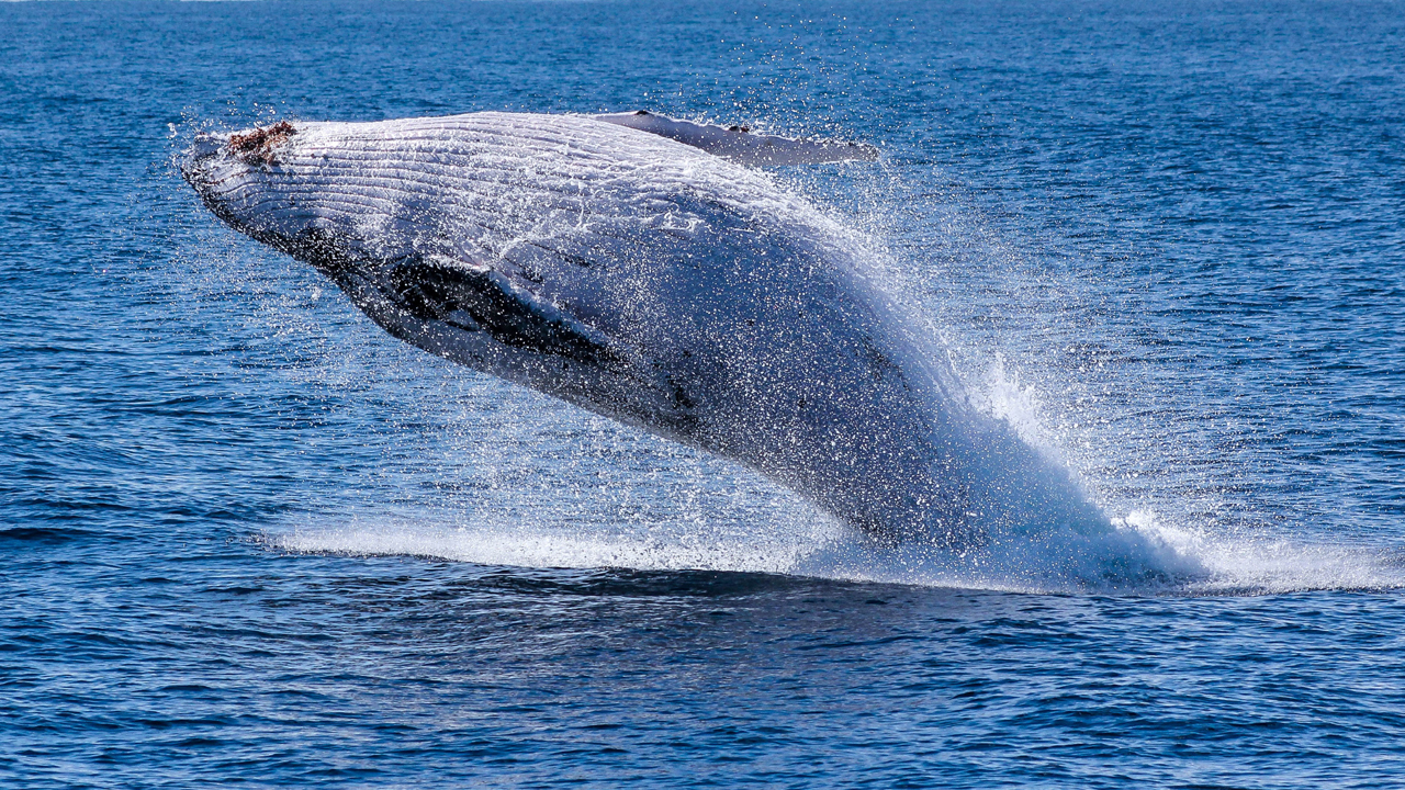 blue-whale-fish-ke-bare