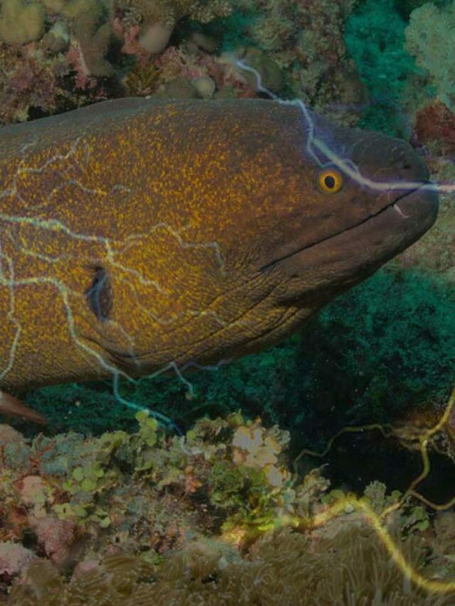 Electric Eel Fish ऐसी मछली जो करंट पैदा करती है 860 वोल्ट का झटका भी देती है