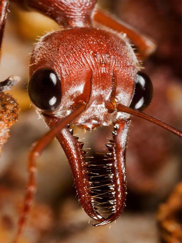 दुनिया की सबसे खतरनाक चींटी (Bulldog Ant) जिसके काटने से इंसान की हो जाती है मौत है?