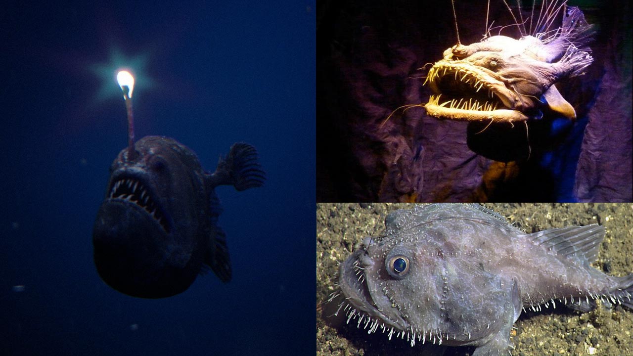 anglerfish kaha payi jati hai