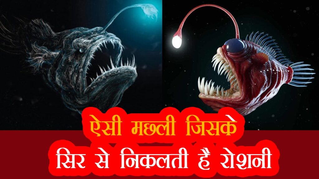 anglerfish kya hoti hai kaha payi jati hunting ke bare me in hindi