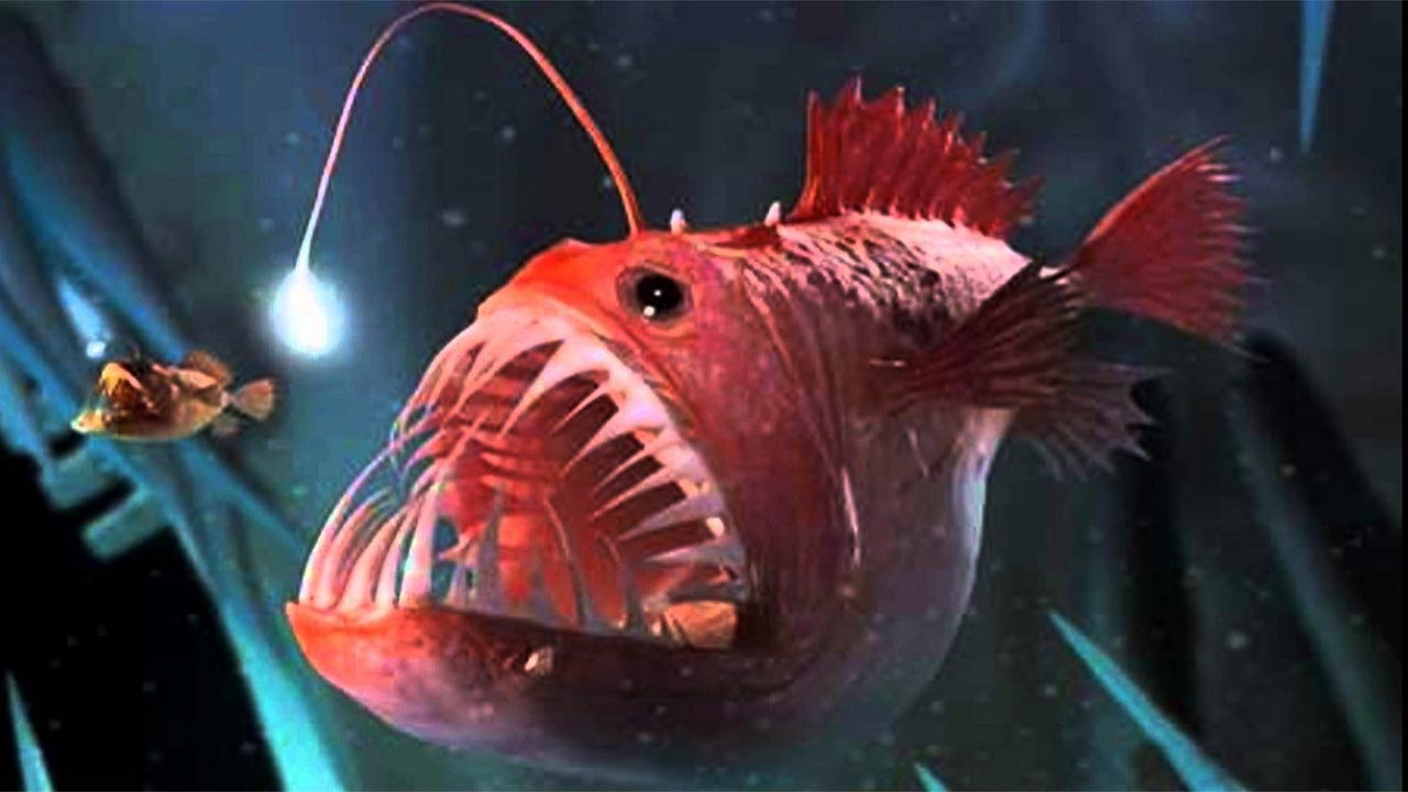 anglerfish sikar hunting kaise karti hai